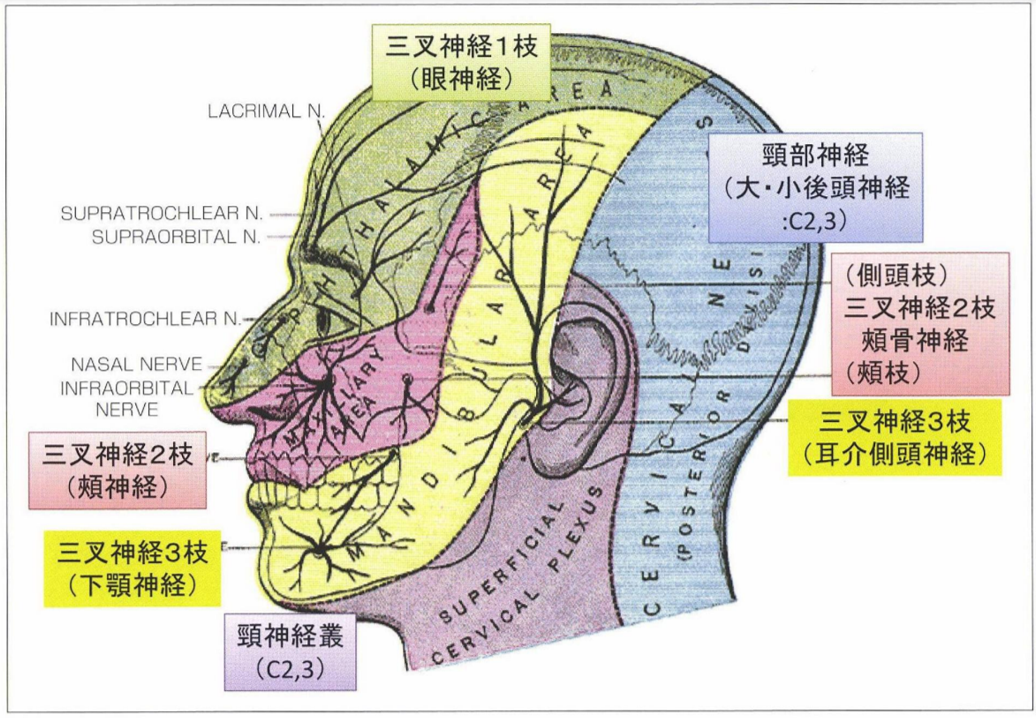 後頭部の痛みに悩まされてませんか 原因と対処方法を解説 柔道整復師 鈴木圭 マイベストプロ愛知